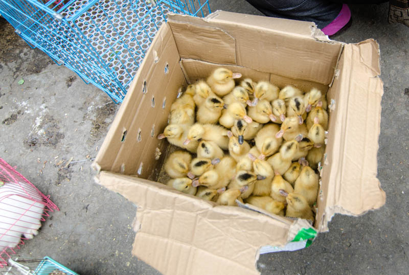 Box O Ducks