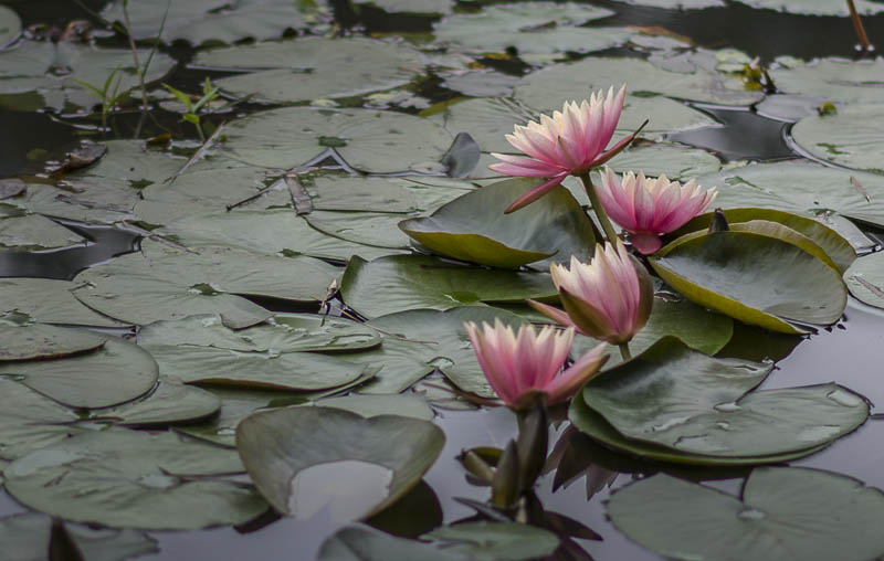 China Water Lilies