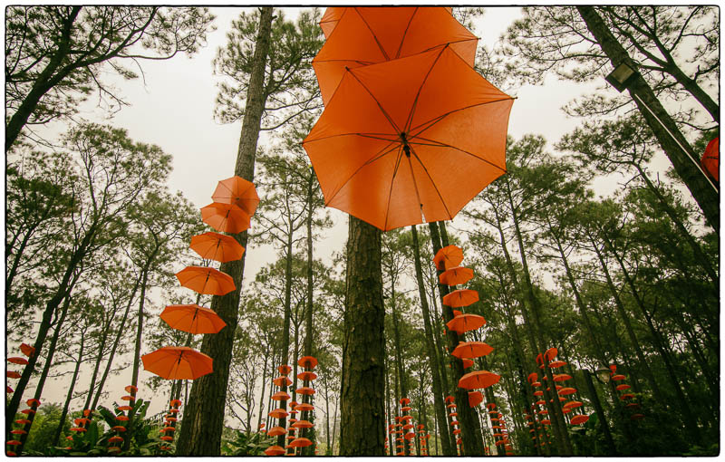 Tree Umbrellas