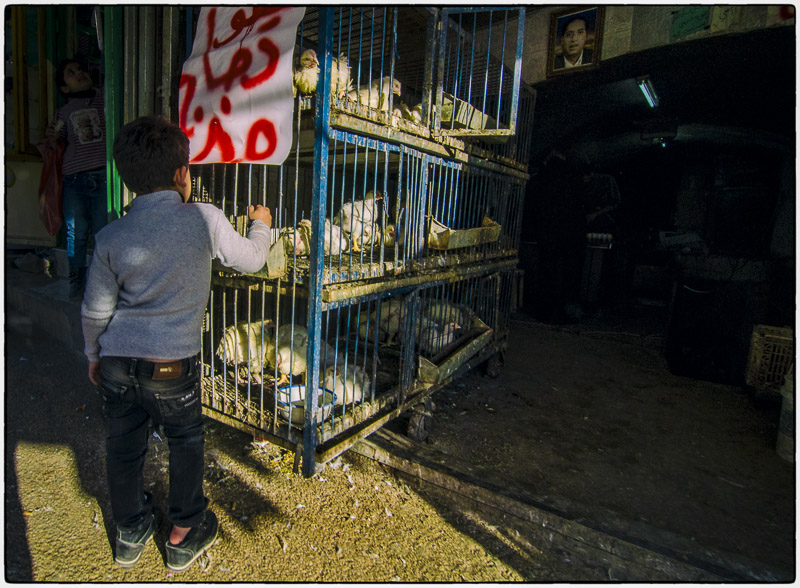 Nablus-Chicken Boy