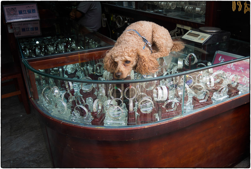 Lijiang Guard Dog