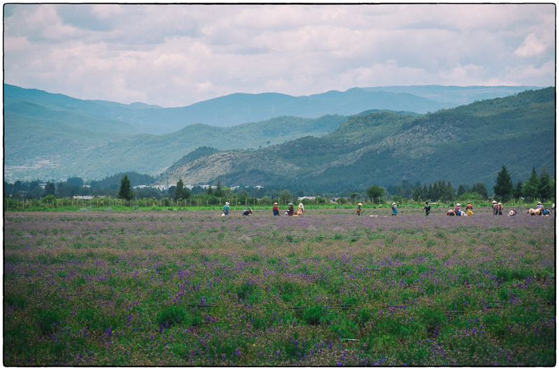 Lijiang Lavender Field
