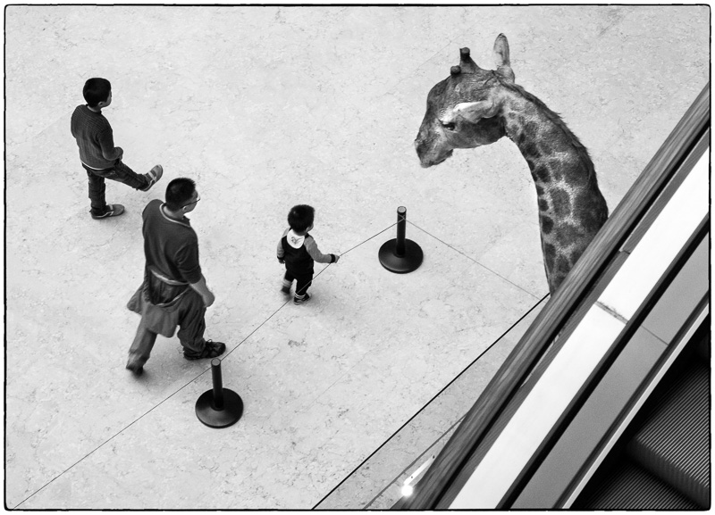 Shenzhen Museum Giraffe